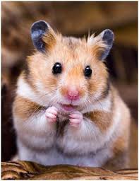 Cute Hamsters Hamster Syrian Hamster