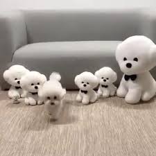 Cute Dog Puppies 2020 Sevimli Kopekler Sevimli Hayvan Yavrulari Komik Hayvanlar