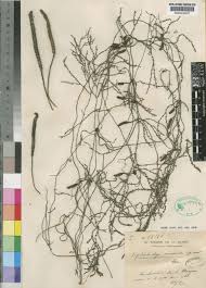 Image result for Hydrostachys lukungensis