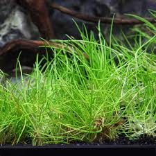 Image result for Eleocharis limosa