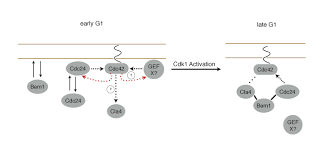 Cdc42bpa cdc42 binding protein kinase alpha. Cell Cycle Entry Triggers A Switch Between Two Modes Of Cdc42 Activation During Yeast Polarization Elife