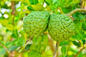 BERGAMOT ile ilgili görsel sonucu