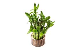 26 Absolut Pflegeleichte Zimmerpflanzen Fur Anfanger Pflegeleichte Zimmerpflanzen Pflanzen Zimmerpflanzen