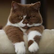 A Quieter Storm Cute Animals Cats Pretty Cats