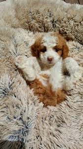 As with all mixes, size and temperament can vary depending on how much the dog takes after one parent or the other. Bernedoodle Puppies For Sale Near North 20carolina 2054 20burlington 20nc 20usa Within 200 Miles