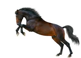 8 most beautiful horses on planet earth. Horse Stands On Hind Legs Horse Standing Horses Horse Standing Up