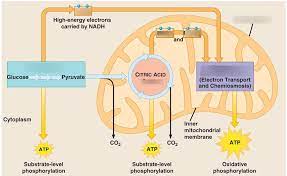 Chapter 5 Cellular Respiration Diagram Quizlet