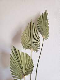 Trimmed Palm Flutters Dried Sage Green Palm Leaves Dried Etsy Palm Leaf Decor Leaf Decor Sage Green