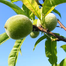 Peach tree flowers but no fruit. Peach Tree Planting Care And Pruning The Tree Protecting If From Fungus