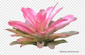 Shop in our store and contribute to biodiversity protection and fair trade. Rainforest Png Images Pngwing