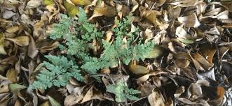 Image result for Cheilanthes similis