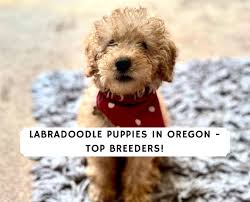 Goliath can get overwhelmed in new situations and needs to go to a home without kids. Labradoodle Puppies In Oregon Top 5 Breeders 2021 We Love Doodles
