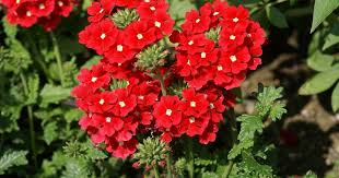Verbena Tukana Scarlet Star Verveine Hybride Cactus Orchidee Photo Fleurs Orchidee
