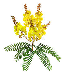 Image result for Peltophorum pterocarpum