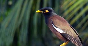 Common Myna Bangkok Thailand Garten