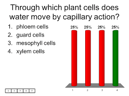 Maybe you would like to learn more about one of these? A Seed Plant Is Anchored In The Ground By Its Ppt Video Online Download