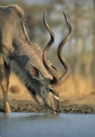 African Greater Kudu Stopping For A Drink Africa Animals African Wildlife African Animals