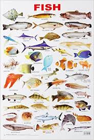 fish chart