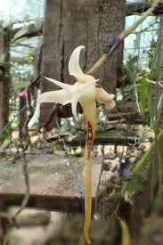 Image result for Cyrtorchis monteiroae