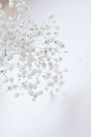 notional hues おしゃれまとめの人気アイデア pinterest margriet van おしゃれな壁紙背景 花の壁 背景 シンプル