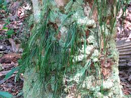 Image result for Vittaria elongata