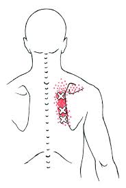 Pin en The Human Body