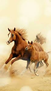 لحونز on twitter خلفيات ايفون خيل خيول حصان خلفية تصاميم http t co agftolveby