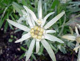 Alpine Star Edelweiss Edelweiss Leontopodium Alpinum Flickr