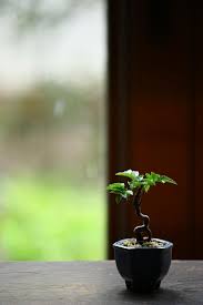 Pin Von Ha Chan Auf Mini Bonsai Bonsai Pflanzen Mini Garten
