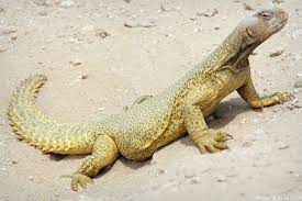 Experiment belerang sulphur ular fakta atau mitos. Kisah Biawak Beriman Dengan Nabi S A W Utusantv