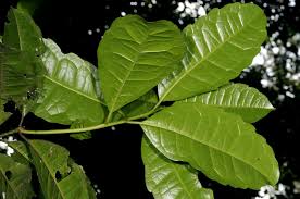 Image result for Xymalos monospora