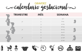 Nessa etapa, ahora bebê já está. Calendario Gestacional Como Calcular Semanas Meses E Trimestres Da Gravidez Just Lia Por Lia Camargo