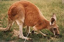 Immediately after birth it crawls up the mother's body and enters the pouch. Kangaroo Wikipedia