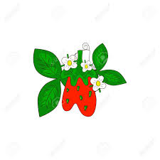 Strawberry coloring page is an important part of big archive of coloring pages.try to color strawberry to some extraordinary! Strawberry Plant With Leaves Flowers Hand Drawn Bright Color Vector Illustration On White Background Flat Cartoon Style Organic Healthy Fruit Perfect For Magazine Book Poster Card Web Pages Royalty Free Cliparts Vectors
