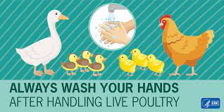 Outdoor kitchen islands backyard chickens salmonella symptoms. Salmonella Outbreaks Linked To Backyard Poultry Cdc