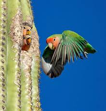 Then you have a bald eagle in the desert in a saguaro. Avantgardens Rosy Faced Lovebird Agapornis Roseicollis Feeding Nestlings In Saguaro Cactus Photo Lawrence Finkel Azfinkels Facebook