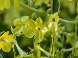 Image result for Nicotiana