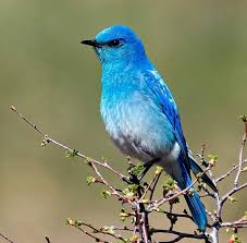 Blue Identification Birds Of Colorado Rockynps On Instagram Yes It 39 S A Blue Bird Kind Of Day Sunshine Is Helpful For Thinking It Warms Up The Brain Cells Blue Bird Bird Rocky Mountains