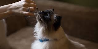 Read our aptive review for details on the company's coverage, pricing, & reputation. Which Pests Eat Pet Food Aptive Environmental