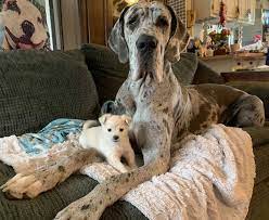 Some great danes may drool. Gentle Giant Shelby A Blind Three Year Old 85lbs Great Dane Is Bestest Good Boy To His Tiny 2lb Chihuahua Puppy Fren Bianca Presently At Dogwood Animal Rescue In Sebastopol California Aww