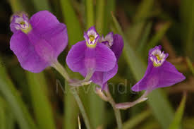 Image result for Burmannia