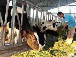 Thái lan lại dồn ép. Giup Báº¡n ChÄƒn Nuoi Bo Sá»¯a Thanh Cong Farmvina Nong Nghiá»‡p