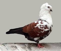 Timisoara Tumbler Pigeon Pictures Encyclopedia Of Pigeon Breeds Pigeon Breeds Pigeon Pictures Tumbler Pigeons