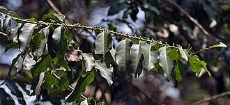 Image result for Drypetes sclerophylla