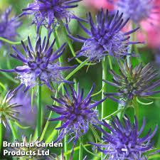 Image result for Phymaspermum