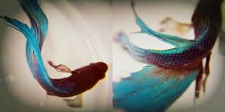 Veil Tail Betta Betta Fish Care Betta Fish Care Fish Care Betta Tank Mates