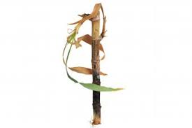 Lucky bamboo is one of the most recognizable and favorite fen shui gifts. What To Do When Lucky Bamboo Turns Yellow Lovetoknow