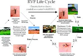 · difference between endemic and epidemic • both endemic and epidemic are diseases though endemic is a disease that is common to a particular are while epidemic. Prediction Assessment Of The Rift Valley Fever Activity In East And Southern Africa 2006 2008 And Possible Vector Control Strategies In The American Journal Of Tropical Medicine And Hygiene Volume 83 Issue 2 Suppl 2010