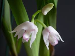 Image result for Polystachya troupiniana