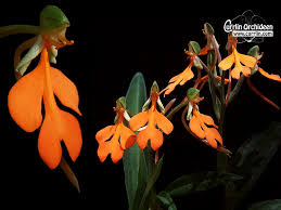 Image result for Habenaria cirrhata